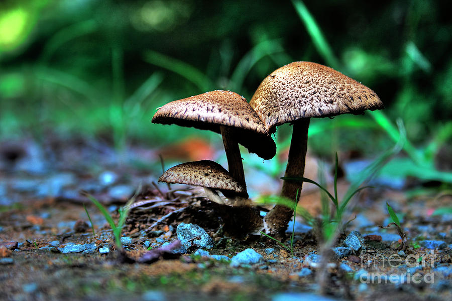 September Mushrooms Photograph by Sari Sauls