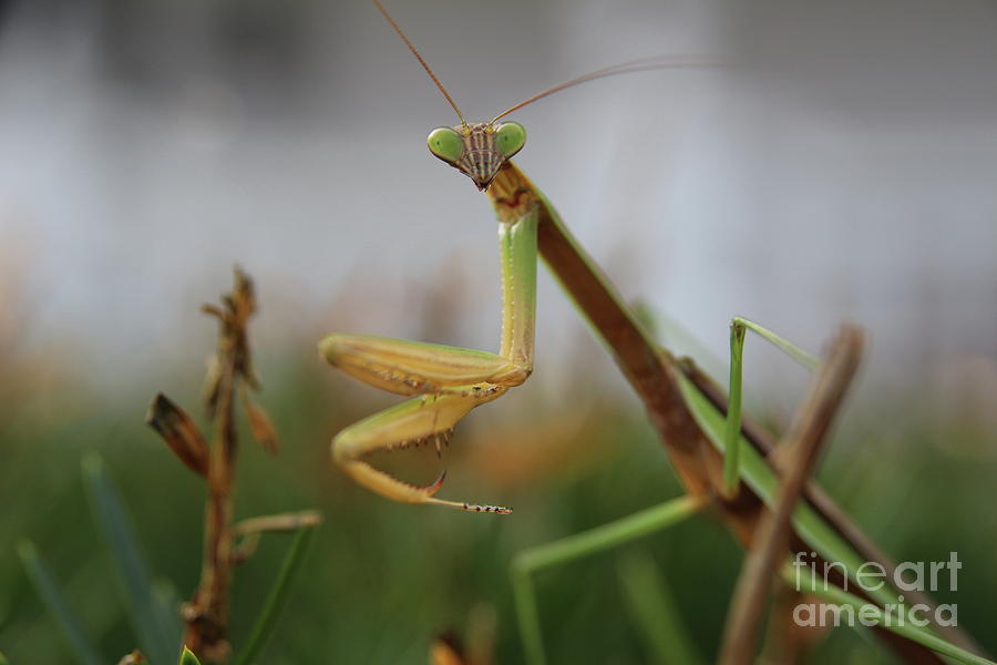 September Praying Mantis Photograph by Neal Eslinger
