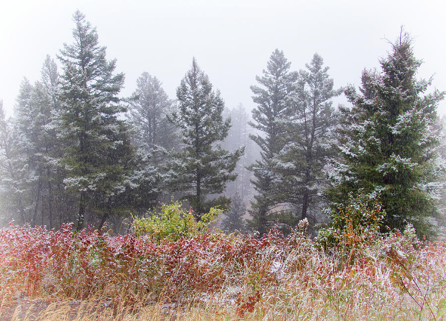 September Snow Squall Photograph by Carolyn Derstine
