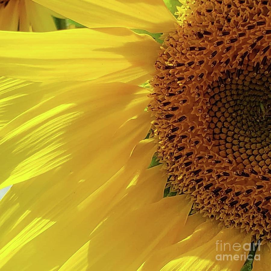 September Sunflower Photograph by Anita Adams