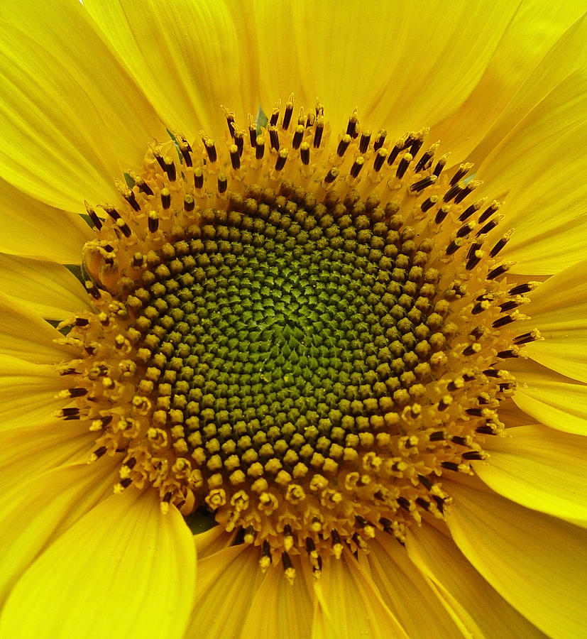 September Sunflower Photograph by Richard Cummings