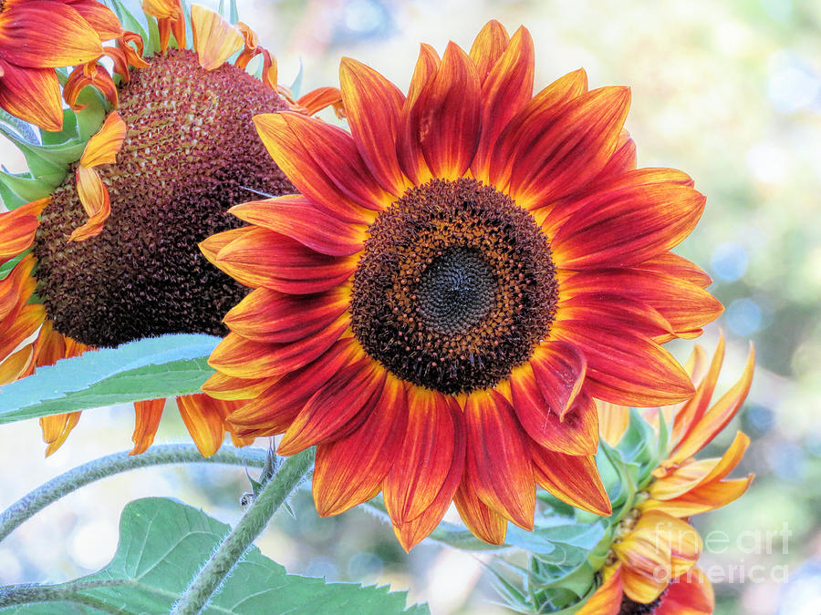 September Sunflowers Photograph by Janice Drew