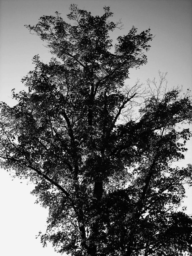 September Tree ... Photograph by Juergen Weiss