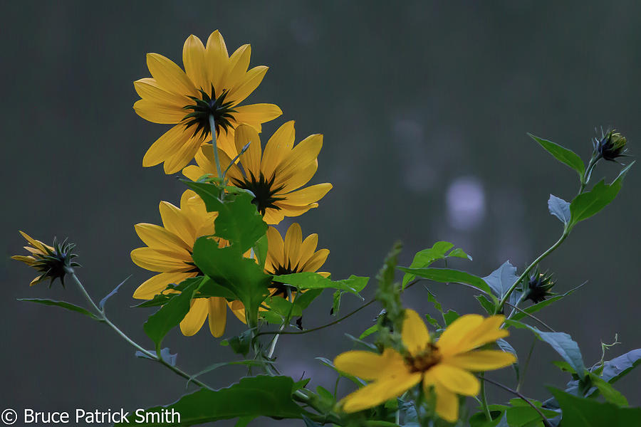 September Wildflowers Photograph by Bruce Patrick Smith