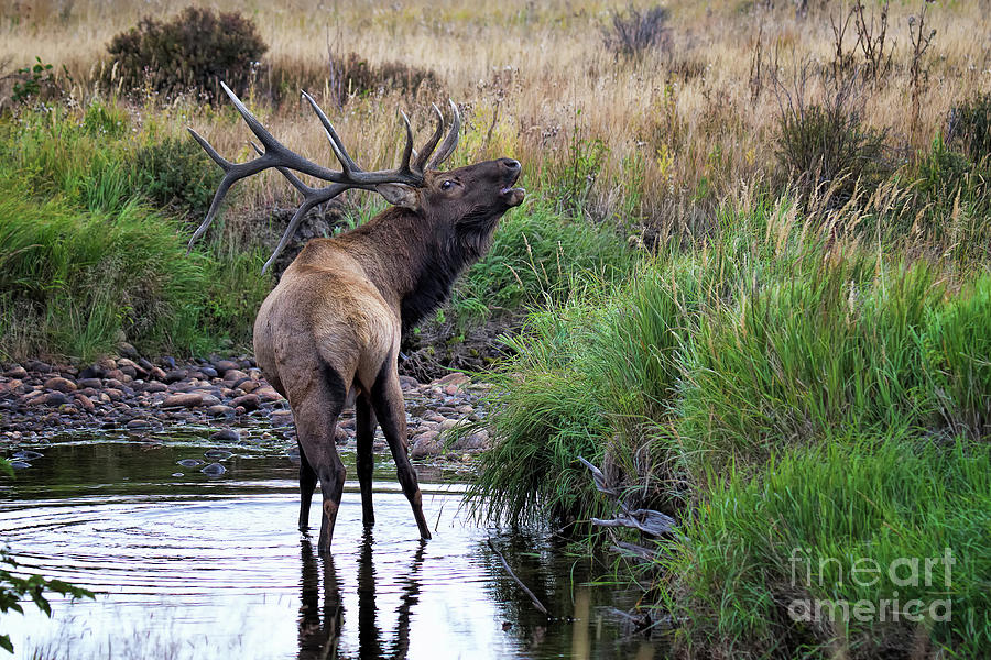 Elk Photograph - Septembers Song by Jim Garrison