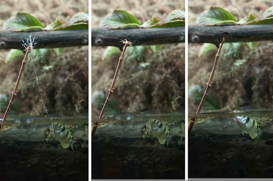 Sequence archer fish eating Photograph by Dan Friend