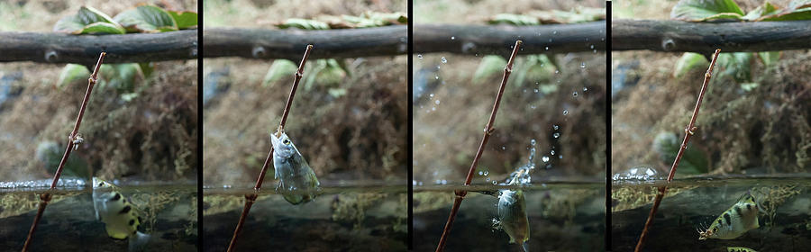 Sequence Archer fish jumping out of water to grab a insect Photograph by Dan Friend