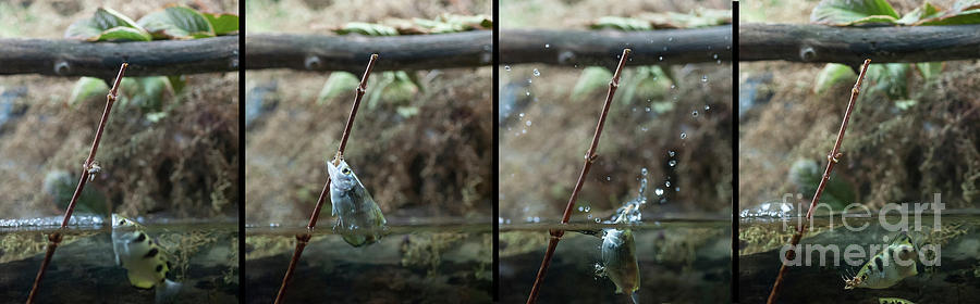 Sequence archer fish jumping out of water to prey on insect Photograph by Dan Friend