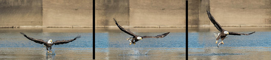 Sequence of bald eagle catching fish on top of water Photograph by Dan Friend