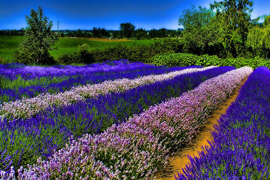Sequim Lavender Fields Photograph by David Patterson