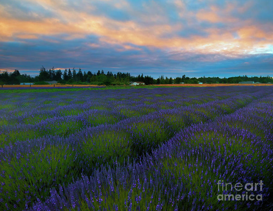 Sequim Lavender Sunset Photograph by Michael Dawson
