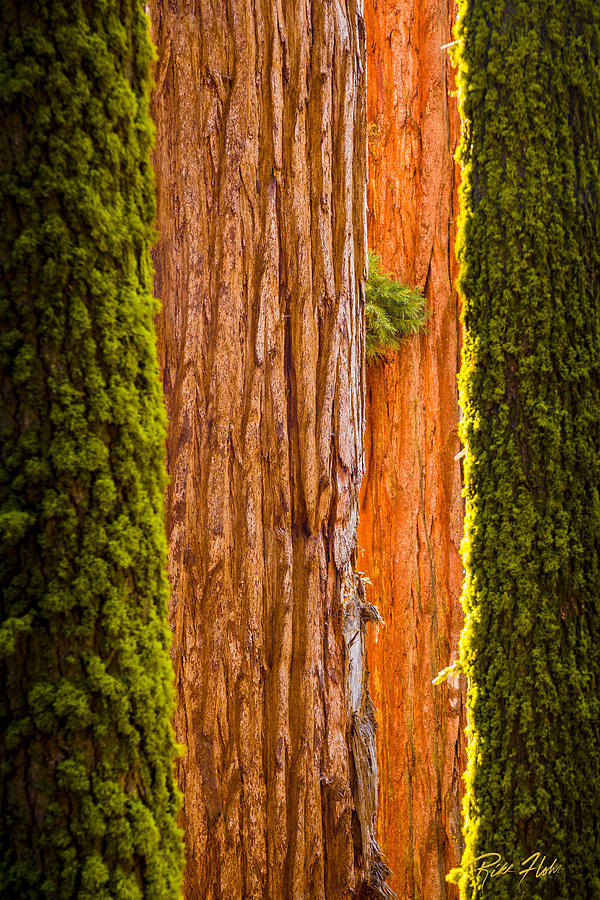 Sequoia Abstract Photograph by Rikk Flohr