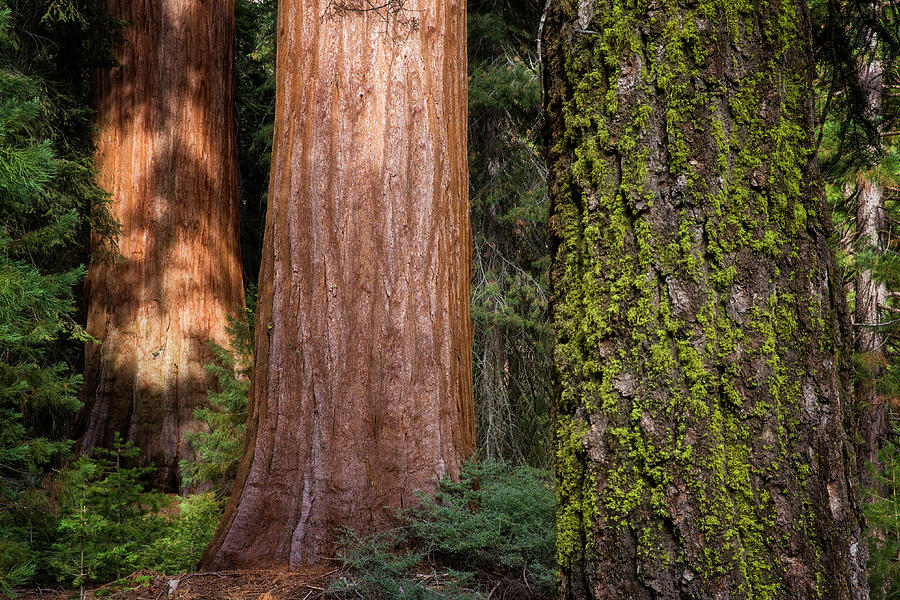 Sequoia  Photograph by Alex Mironyuk