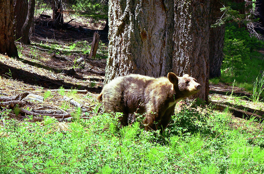 Sequoia Bear Cub Photograph by Debby Pueschel