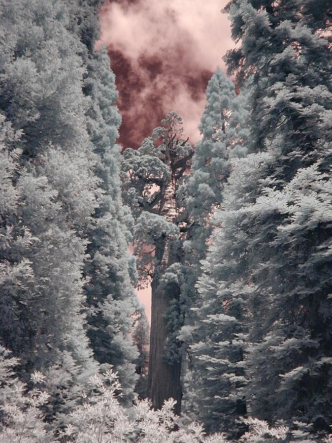 Sequoia Photograph by Bob LaForce - Fine Art America