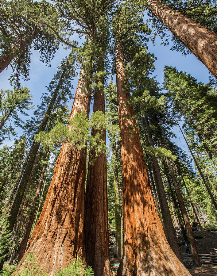 Sequoia Canopy Photograph by Paula Fink