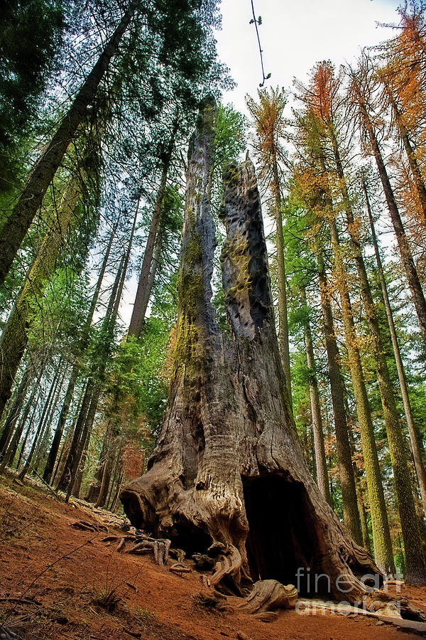 Sequoia Photograph by David Arment