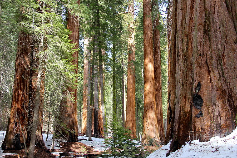 Sequoia Forest Photograph by Suzanne Oesterling