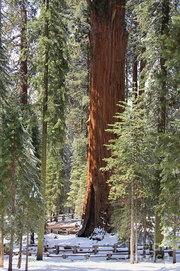 Sequoia General Sherman Photograph by Suzanne Oesterling