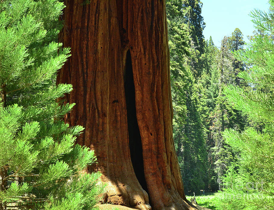 Sequoia Giants Trail of 100 Trees Photograph by Debby Pueschel Fine