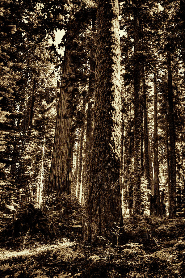 Sequoia Grove along Crescent Meadow Loop Photograph by Roger Passman