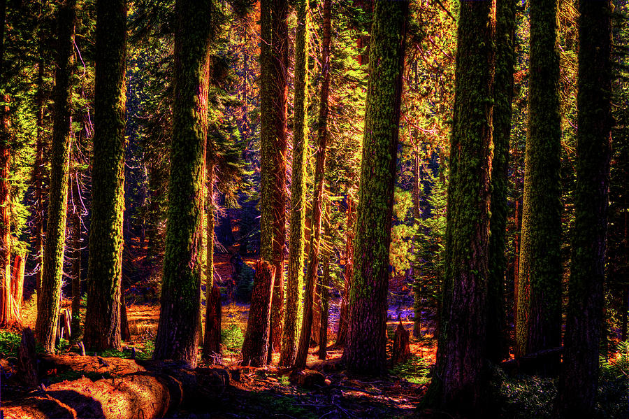 Sequoia Grove along Crescent Meadow Trail Photograph by Roger Passman