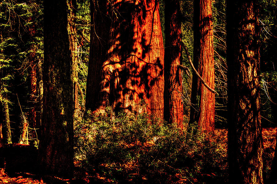 Sequoia Grove Early Morning Photograph by Roger Passman