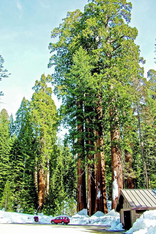 Sequoia Grove in Sequoia National Park-California Photograph by Ruth Hager