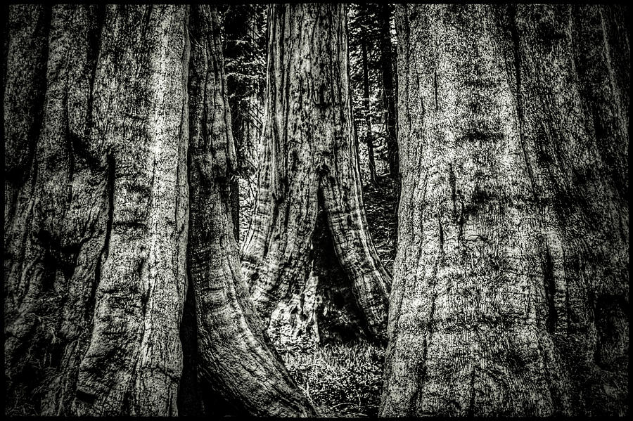Sequoia Grove Photograph