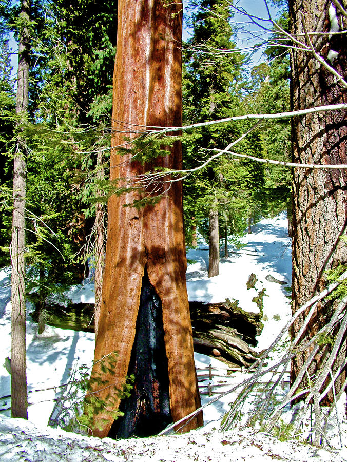 Landscape Photograph - Sequoia in Front of Fallen Michigan Sequoia Tree in Sequoia National Park-California by Ruth Hager