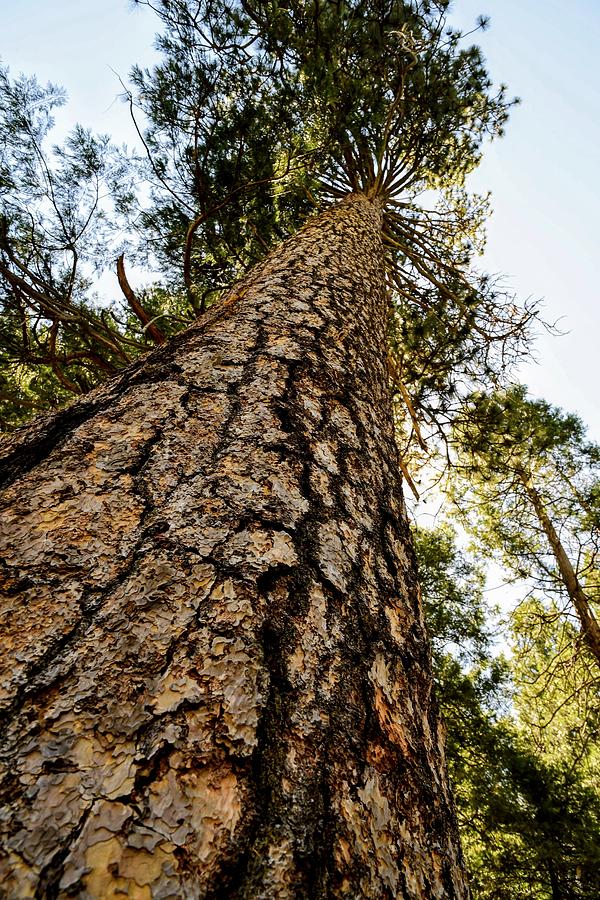 Sequoia  Photograph by Joseph Caban