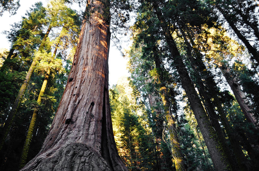Sequoia Lost Grove Photograph by Kyle Hanson