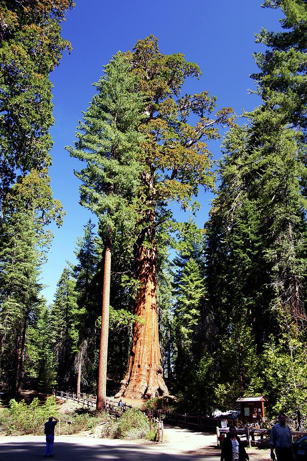 Tree Photograph - Sequoia by Michael Courtney