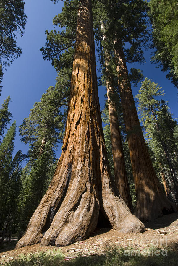 Yosemite National Park Photograph - Sequoia by Michael Treloar