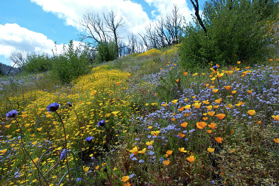 wildflowers forest