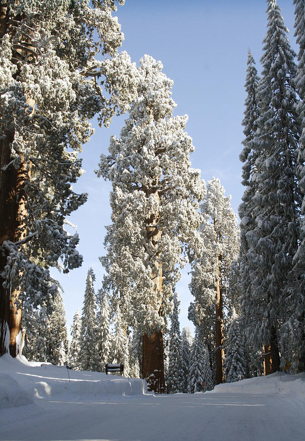 Winter Photograph - Sequoia National Park 4 by Masha Batkova