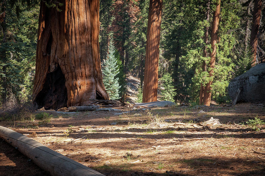Sequoia National Park Photograph by Alex Mironyuk
