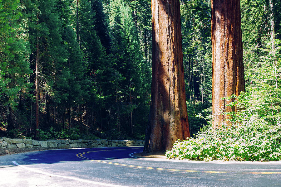 Sequoia National Park, California Photograph by Francesco Riccardo Iacomino