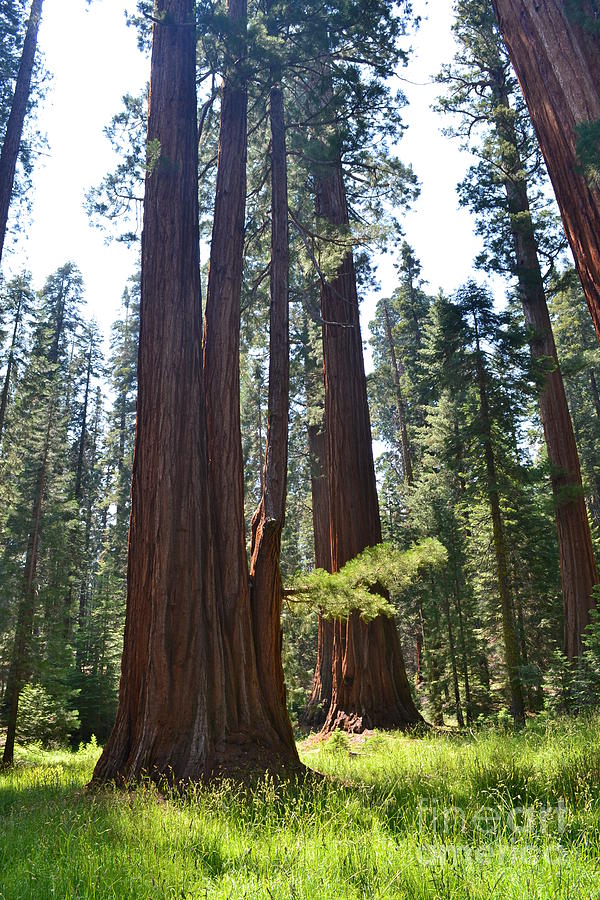 Sequoia National Park Photograph by Laurianna Taylor