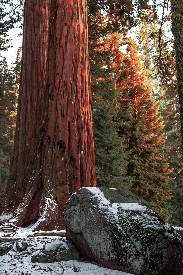 Sequoia National Park Light Snow California Photograph by Adam Rainoff