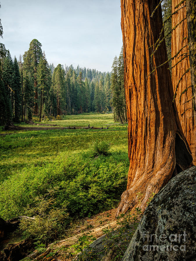 Sequoia NP Crescent Meadows Photograph by Daniel Heine