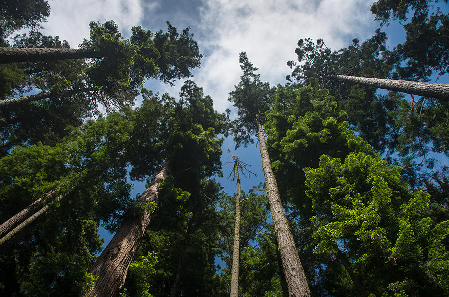 Sequoia Park Redwoods Reaching to the Sky Photograph by Greg Nyquist