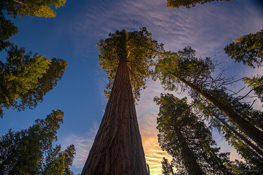 Sequoia Sunrise Photograph by Phil Abrams