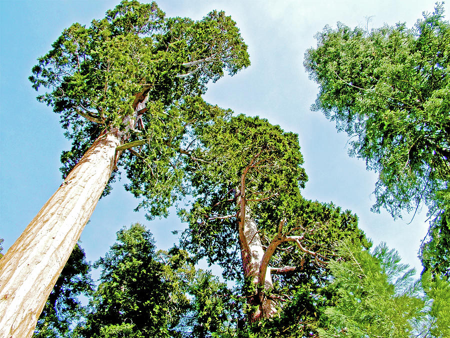 Sequoia Tops in Sequoia National Park-California Photograph by Ruth Hager