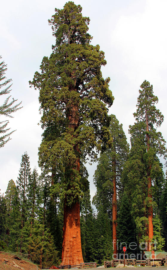 Sequoia Tree  6615 Photograph by Jack Schultz