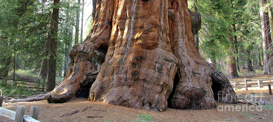 Sequoia Tree Trunk 6657 Photograph