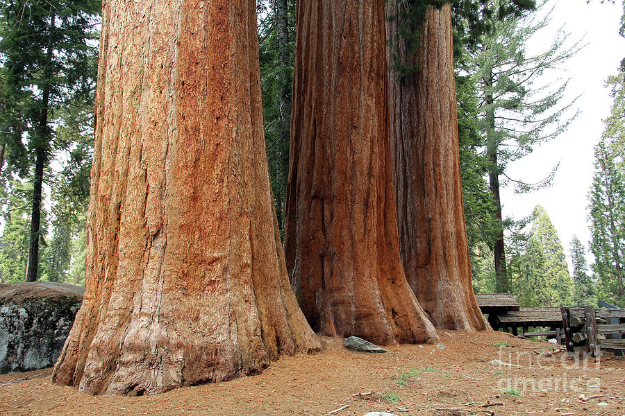 Sequoia Trees 6611 Photograph by Jack Schultz