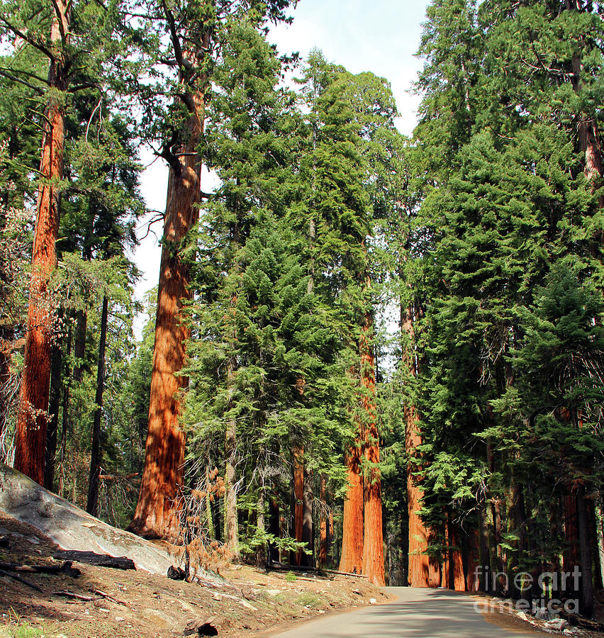 Sequoia Trees  6618 Photograph by Jack Schultz