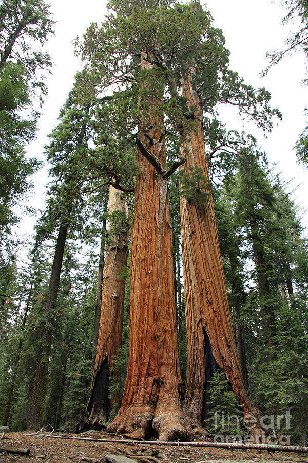 Sequoia Trees 6629 Photograph by Jack Schultz