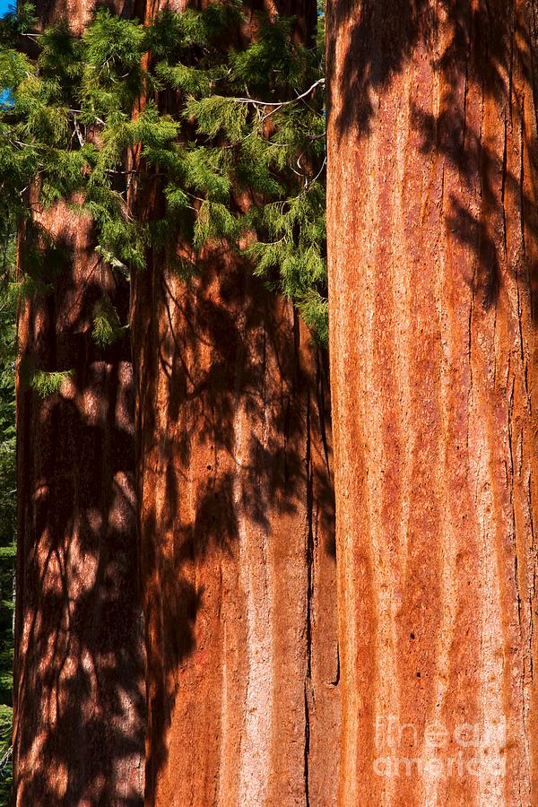 Sequoia National Park Photograph - Sequoia Trees ll by Hideaki Sakurai